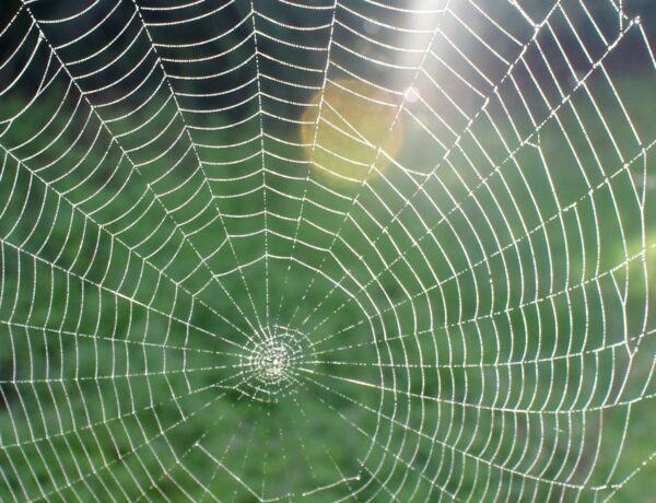 Ako pauk širi svoju mrežu? Možeš li i ti?